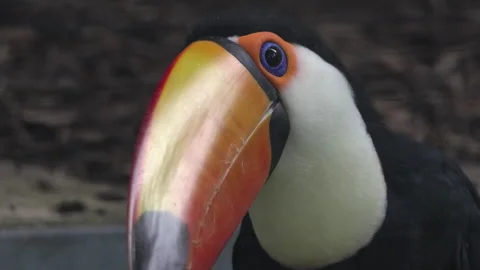 Tucan Extreme Close Up Stock Footage 277069624
