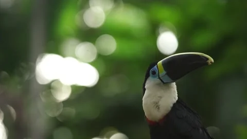 Tucan Stockbeeldmateriaal 143545082