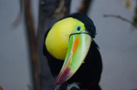 Tucan Stock Photos