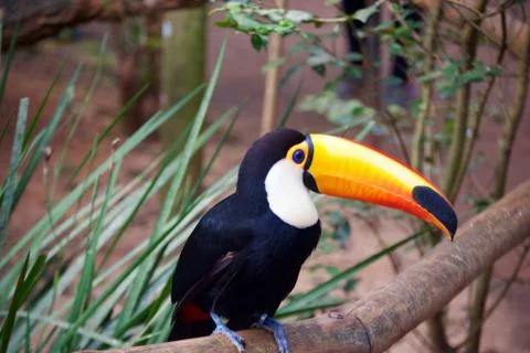 Tucan Stock Photos