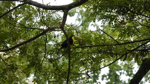 Tucan Stock Photos