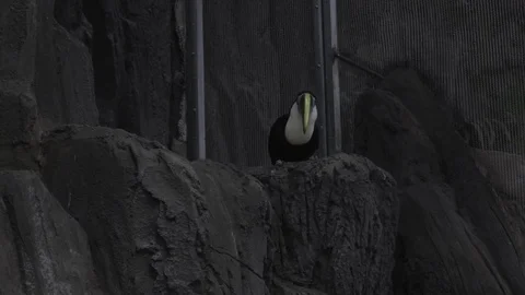 Tucan zoo Stock Footage 107092882