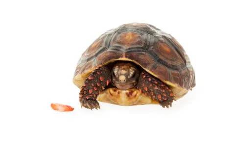 Tucked in tortoise Stock Photos