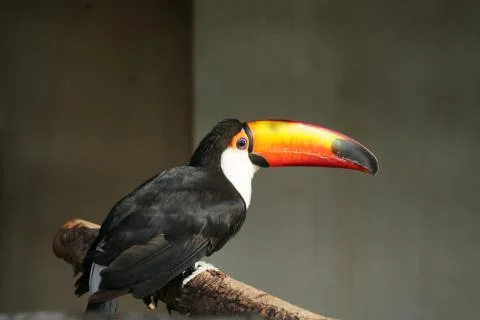 Tuco Toucan Foto stock