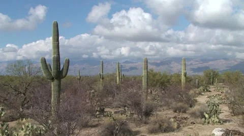 Tucson Arizona Saguaro Cactus Park pan down Stock Footage