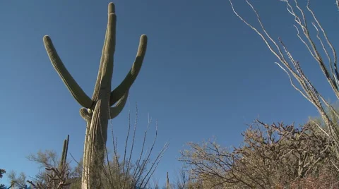 Tucson-Cactus Sky Stock Footage 2361940