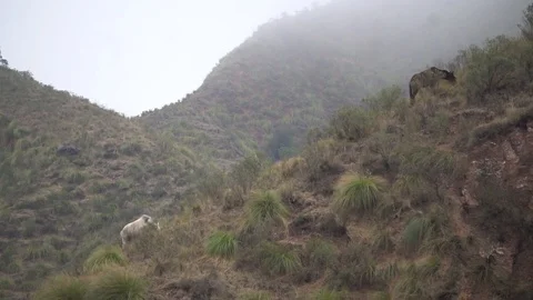 Tucumanos hills, mountain range pre Andes mountain range with horses Stock Footage 123799530