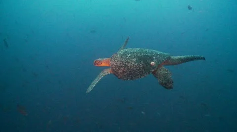 Tuettel 2 Stock Footage 12736723