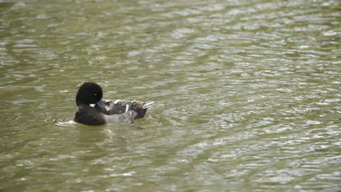 Tuffed duck cleaning feathers as it floats down stream Stock Footage 163675169