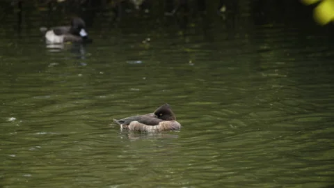 Tuffed duck floating down stream Stock Footage 163674741