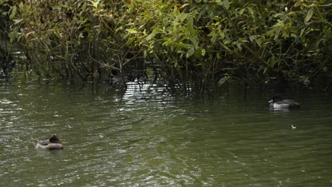 Tuffed duck floats in place Stock Footage 163674778