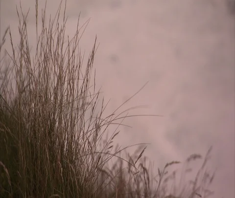 Tuft of dry grass, with out of focus ocean waves in background. Stock Footage 86698104