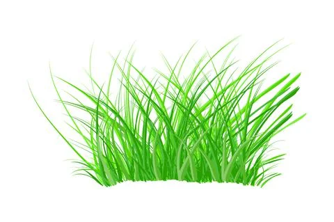 Tuft of grass isolated on white background. Spring bush of fresh grass. Stock Illustration