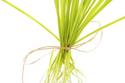 A tuft of grass isolated on white Stock Photos