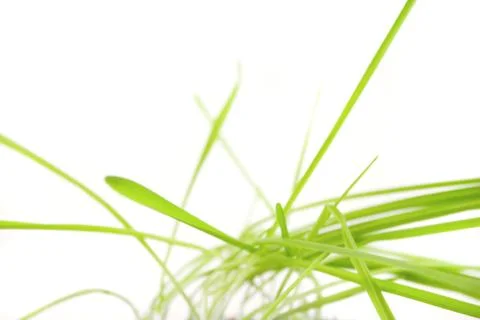 A tuft of grass isolated on white Stock Photos
