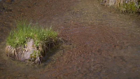 Tuft of Grass in Paulina Stock Footage 90582123