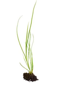 Tuft of grass Stock Photos