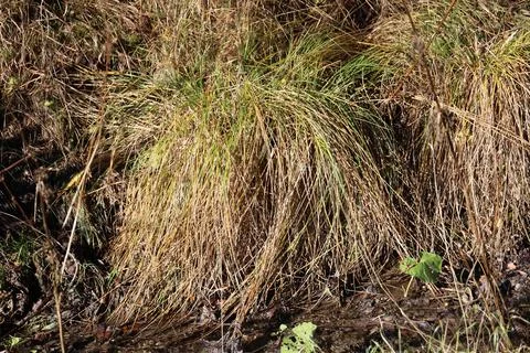 A tuft of grass Stock Photos