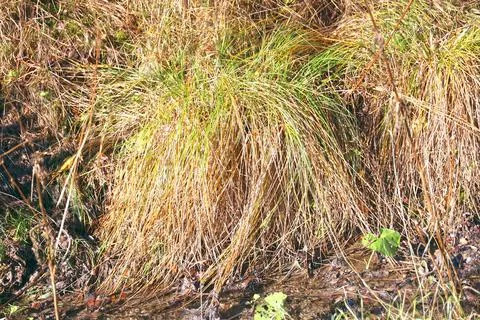A tuft of grass Stock Photos