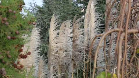Tuft of reeds in the wind Stock Footage 154481837