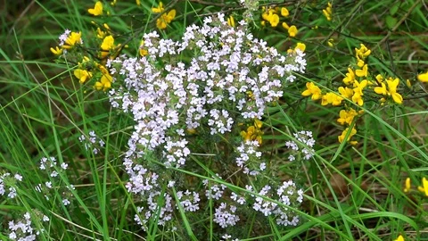 Tuft of thyme in bloom. Stock Footage 109503202