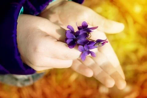Tuft violets in child's hands Stock Photos