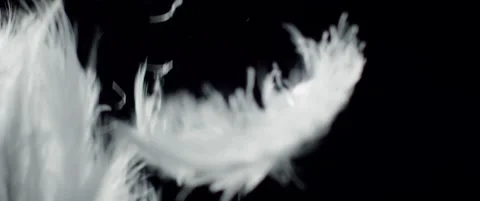 Tuft of white feathers fall in slow motion Stock Footage 136493453
