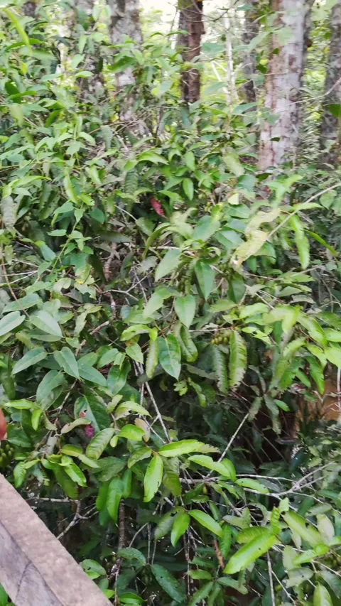 Tufted Brown Capuchin ape monkey on tree running away in rainforest in Brazil Stock Footage 309121762