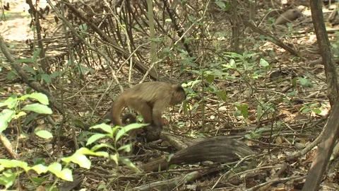 Tufted Capuchin Brown Monkey Alarmed Frightened Running Fleeing On Ground Stock Footage 133961817