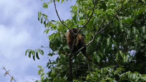 Tufted Capuchin Brown Monkey Looking Around Treetop Canopy Handheld Boat Stock Footage 133801218