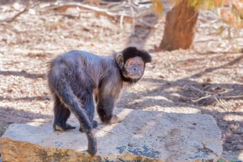 Tufted capuchin. Exotic monkeys in the Monkey Forest in Israel. Natural condi Stock Photos