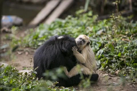 Tufted capuchin (Large-headed capuchin) and black faced spider monkey in Yung Stock Photos