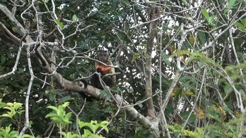 Tufted capuchin monkey eats a piece of papaya at tree. Handheld shot Stock Footage 337909318