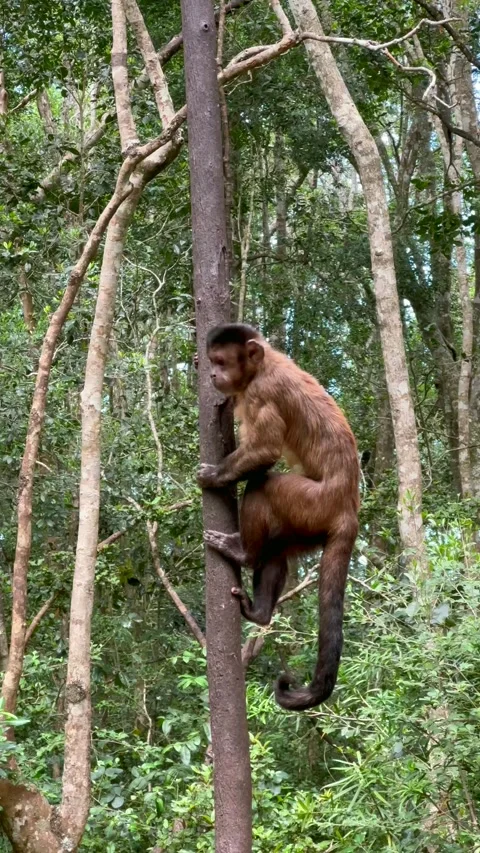 Tufted Capuchin Monkey. Stock Footage 336764621