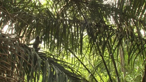 Tufted Capuchin Monkey Foraging for Food in Pantanal Amazon Jungle Brazil Video stock 133961526
