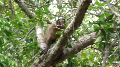 Tufted Capuchin Monkey Jumping Leaping Canopy Treetop Branches Overhead Stock Footage 133968502