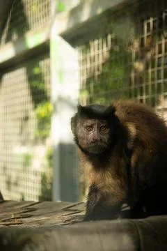 Tufted capuchin monkey looking directly at the camera in a zoo enclosure Stock Photos