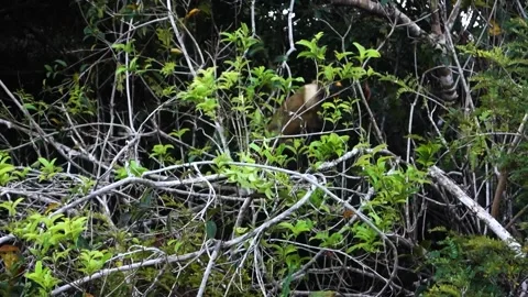 Tufted capuchin monkey picks a piece of papaya and returns to the top of tree Stock Footage 337241773