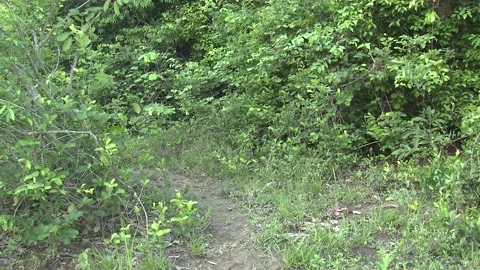 Tufted Capuchin Monkey Running Jumping Hopping On Ground Crossing Opening Stock Footage 133521969