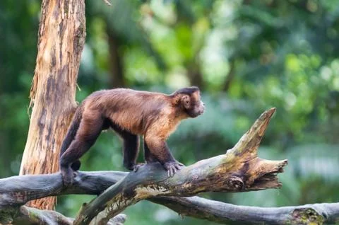 Tufted capuchin Stock Photos