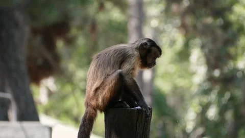 Tufted capuchin (Sapajus apella) Vidéo 221315840