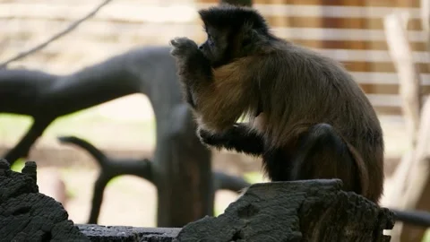 Tufted capuchin (Sapajus apella) Vidéo 221315879