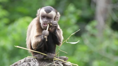 Tufted capuchin (Sapajus apella) Stock Footage 234429100