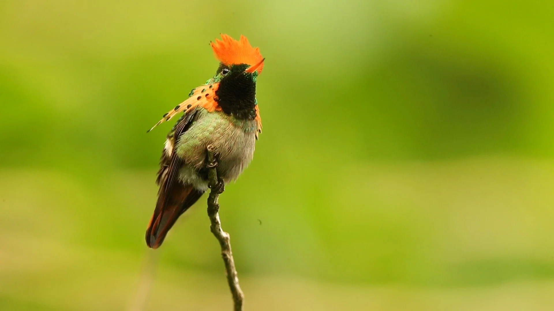 Lophornis