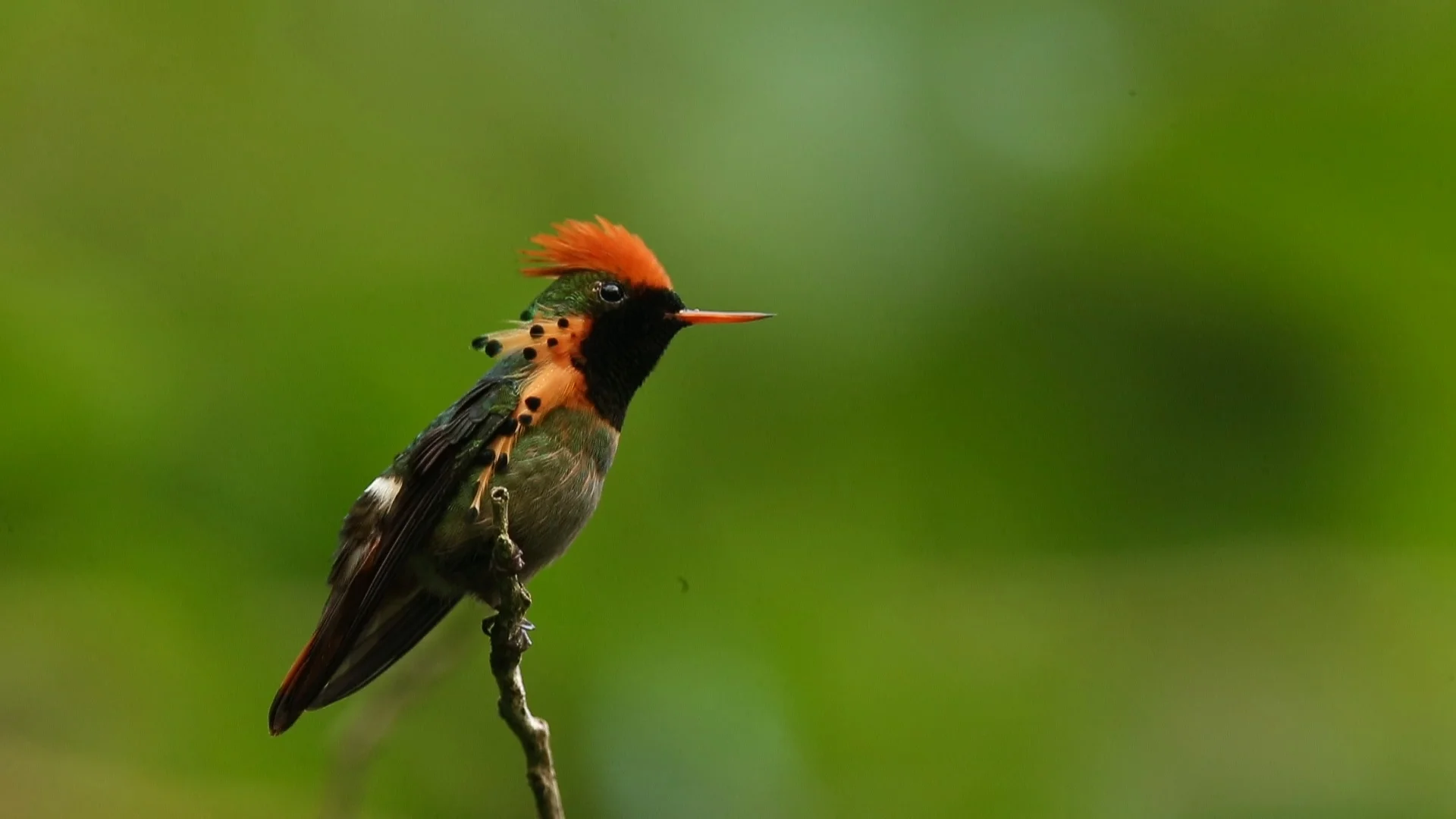 Lophornis