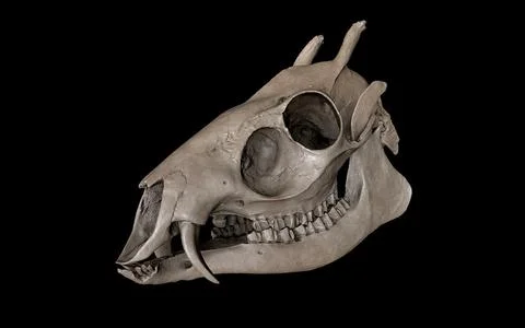 Tufted Deer (Elaphodus cephalophus) 3D Model