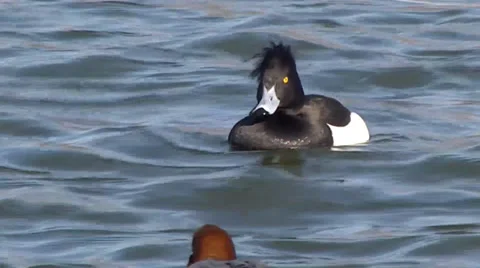 TUFTED DUCK #2 Stock Footage 36227590