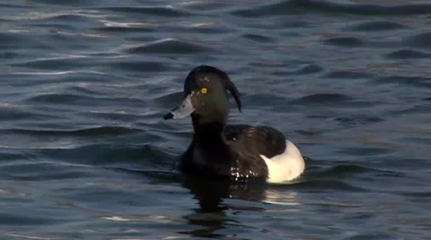 TUFTED DUCK #3 库存影片 36354607