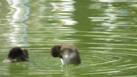 Tufted Duck (Aythya Fuligula) chicks 1 Video stock 169767140