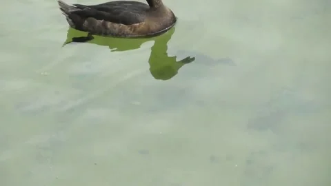 Tufted Duck (Aythya Fuligula) chicks Video stock 169767157